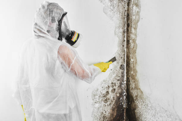 Best Attic Mold Removal  in Enid, OK