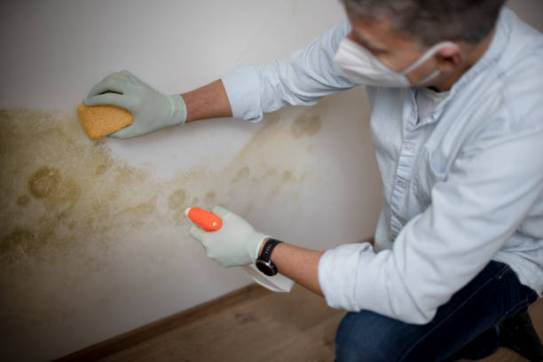 Office Mold Removal Services in Enid, OK