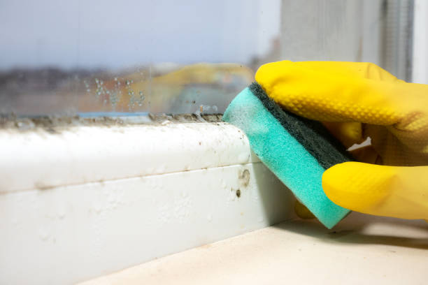 Professional Mold Removal in Enid, OK