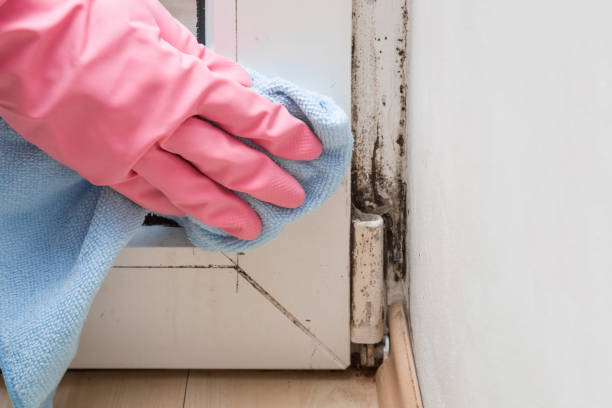 Best Crawl Space Mold Removal  in Enid, OK